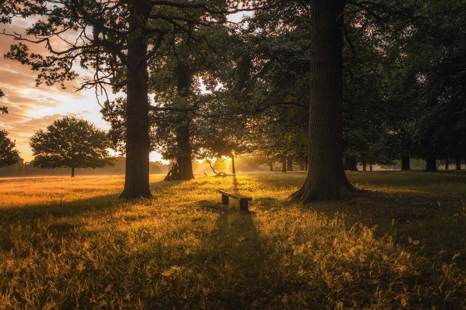 Sunrise through trees in a quiet forest